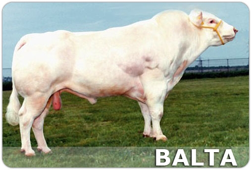 Balta