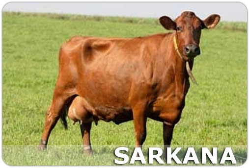 Sarkana