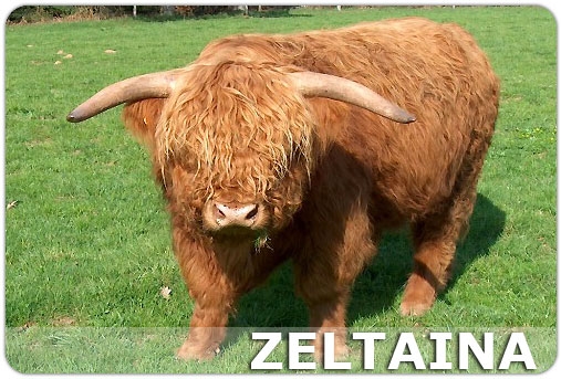 Zeltaina