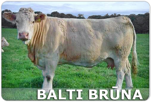 Balti brūna