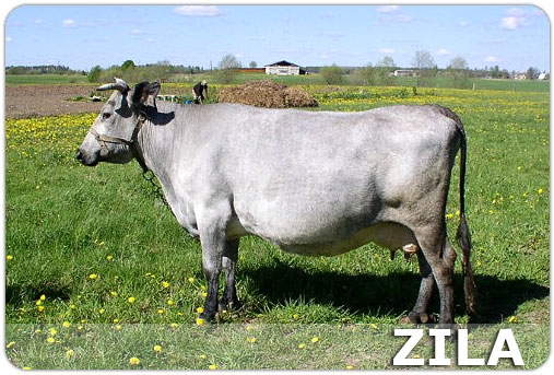 Zila