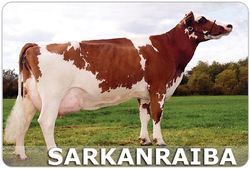 Sarkanraiba